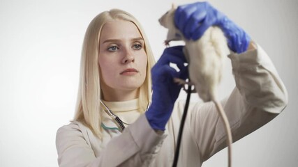 Wall Mural - Veterinary examining white rat in clinic, domestic animals healthcare, pets