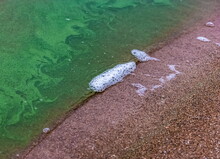 Small Green Algae In The Water Of The River And Foam At The Sandy Shore In Autumn
