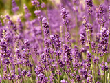 Fototapeta Lawenda - Lavender flowers in flower garden.