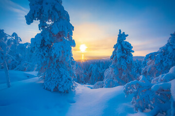 Wall Mural - Cold winter day sunset landscape with snowy trees. Photo from Sotkamo, Finland. Background Heavy snow view.	
