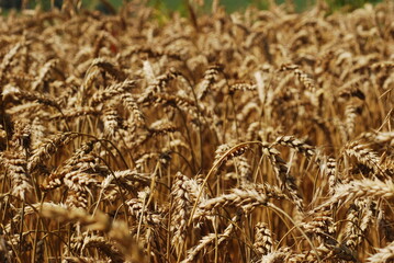 field of wheat