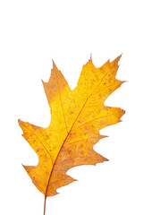 Wall Mural - bright orange autumn leaf on an isolated white background