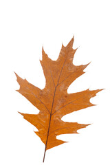 Wall Mural - bright orange autumn leaf on an isolated white background