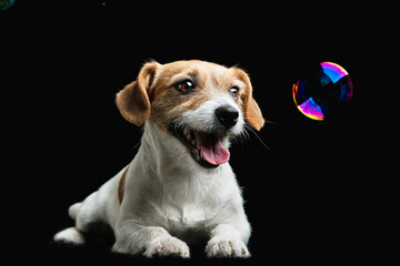 Wall Mural - Playing child. Jack Russell Terrier little dog. Cute playful doggy or pet playing on black background with soap bubbles. Concept of motion, action, movement, pets love. Looks happy, delighted, funny.