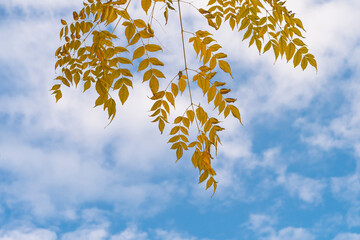 autumn leaves against blue sky