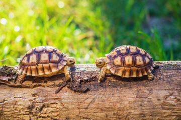 Two Sukata turtles in the forest