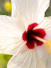 Wall Mural - White Hibiscus FlowPer Blooming