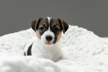 Little Young Dog Posing Serious. Cute Playful Brown White Doggy Or Pet Lying Down In Plaid On Gray Studio Background. Concept Of Friendship, Care, Pets Love. Looks Delighted, Funny. Copyspace For Ad.