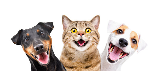 Wall Mural - Portrait of funny dogs and cat together isolated on white background