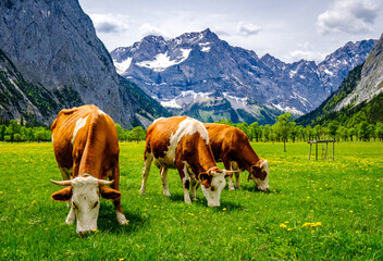 Wall Mural - cows at the eng alm in austria