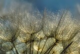 Fototapeta Dmuchawce - dmuchawce oświetlone rzez słońce w zbliżeniu, struktura dmuchawca, przekwitły kwiat kozibroda łąkowego, ozdoba letniej łąki