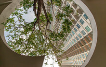 Bangkok, Thailand - Dec 09, 2020 : A Big Tree In The Middle Of Building In Summer Time. Building Design For Green Living Concept. Environmental Friendly Building Design. Ecology Concept. Selective Foc