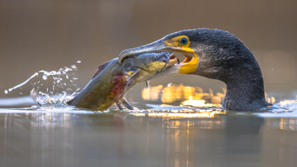 Wall Mural - Great cormorant eating Black Bullhead fish