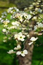 White Dogwood (cornus) Flower Tree