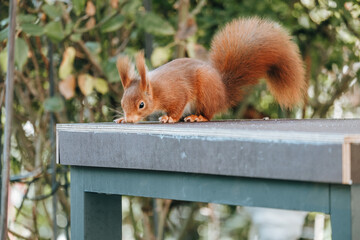 Sticker - A closeup shot of a squirrel in the garden