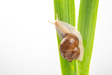 grape snail crawling on green leaves. mollusc and invertebrate. delicacy meat and gourmet food. relaxation