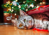 Fototapeta Boho - Kot udający prezent pod choinkę