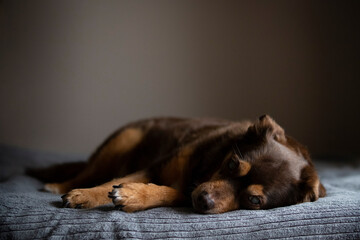 Portrait of a blind diabetic dog relaxed on the bed