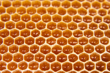 fresh bee honey in a honeycomb on the light close-up. vitamin natural food. texture and background