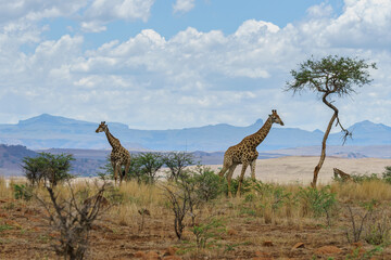 Canvas Print - Giraffes in a African Landscape