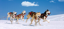 Husky Race On Alpine Mountain In Winter