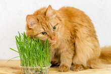 Red Domestic Cat Eating Green Juicy Grass On A White Background. Healthy Food And Vitamins For The Cat