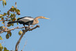 © Zig Koch - BIGUATINGA - Anhinga anhinga, fêmea