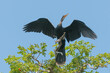 © Zig Koch - BIGUATINGA - Anhinga anhinga, fêmea