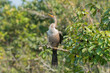 © Zig Koch - BIGUATINGA - Anhinga anhinga, fêmea