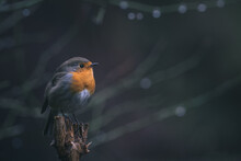 European Robin (Erithacus Rubecula) In The Forest
