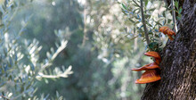 Omphalotus Olearius, Mushroom That Grows On The Bark Of Olive Trees