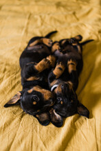 Dachshund Puppies On A Bed