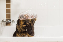 German Shepherd Dog In Bath