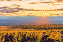 Sunset Scenery Above Dead Forest Area With New Yellow Trees In Kamchatka.