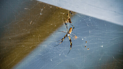 spider on web