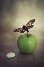 MOTH, APPLE AND COCOON