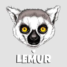 Cute Ring-tailed Lemur Head. Vector Illustration. Stylish Image For Printing On Any Surface
