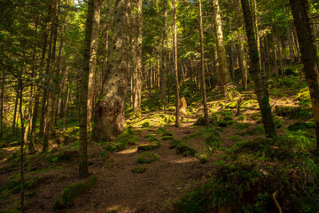 Wall Mural - pine forest highland rocky wood land environment space contrast soft focus nature photography in sunny spring morning time