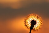 Fototapeta Dmuchawce - dmuchawiec na tle zachodzącego słońca na pomarańczowym niebie