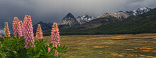 Lupine Flowers In A Peat Bog With Mountains In The Background Tierra Del Fuego Island Ushuaia