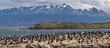 the Island of the Birds in the Beagle Channel in front of the city of Ushuaia