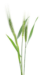 Green spikelets of barley isolated on a white background. Green barley ears.