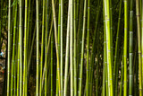 Fototapeta Dziecięca - Wallpaper and background of nature, bamboo trees in garden.