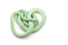 Baron's Green Racer Snake Isolated On White Background