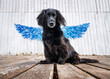 Pies jak anioł
