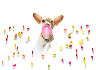 Wall Mural - dog eating sweet candies or chewing bubble gum