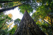 Hyperion Tree, the Tallest Tree in the World, Redwoods National and State Parks, California