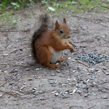 Red Squirrel Eats Sunflower Seeds