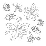 Fototapeta Motyle - Star anise Clipart. Anise Set on white background. Line Art Spices for Mulled Wine. Badian