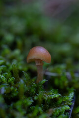 Poster - Selective focus shot of a wild mushroom in the forest